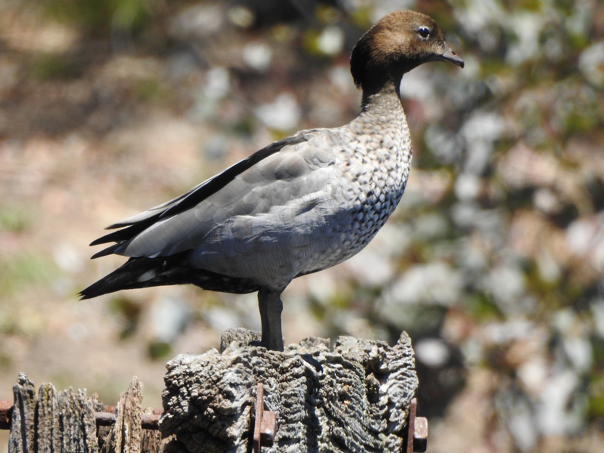 Maned Duck - ML403212621