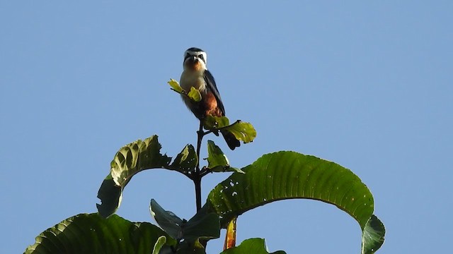 Collared Falconet - ML403213201