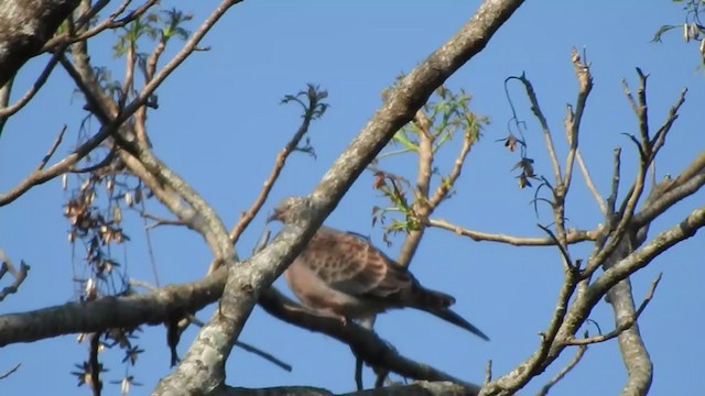 Oriental Turtle-Dove - ML403213391