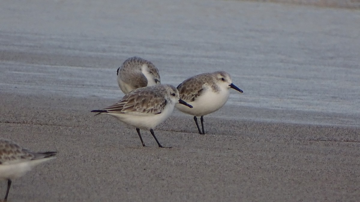 Sanderling - ML403213421