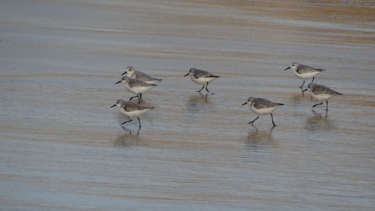 Sanderling - ML403213431