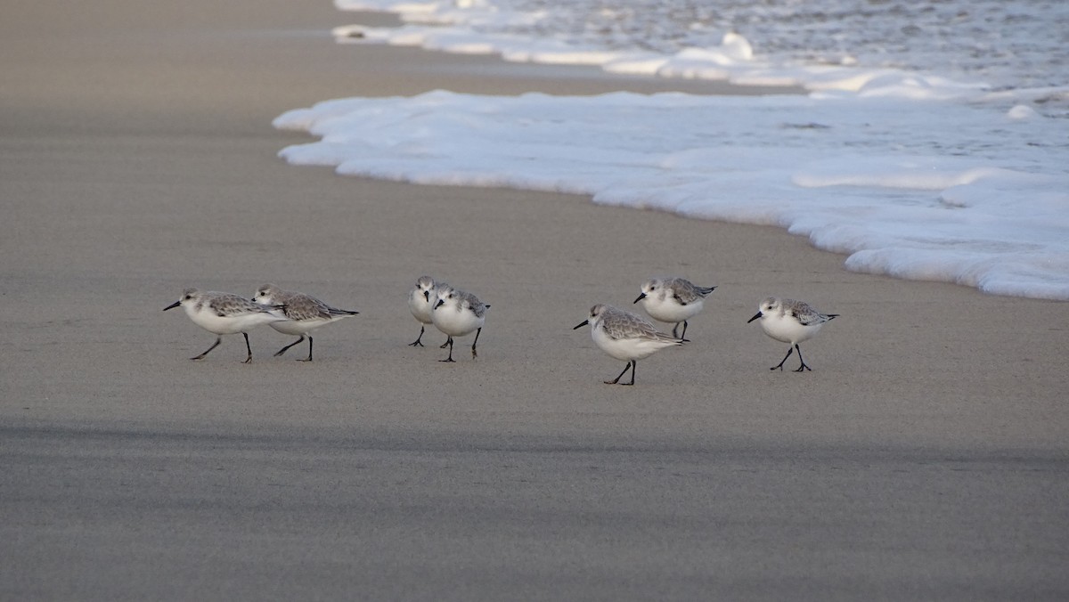 Sanderling - ML403213441