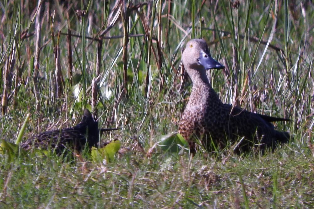 Cape Shoveler - ML403213851