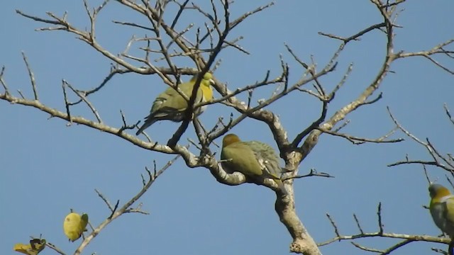 Желтоногий зелёный голубь - ML403214451