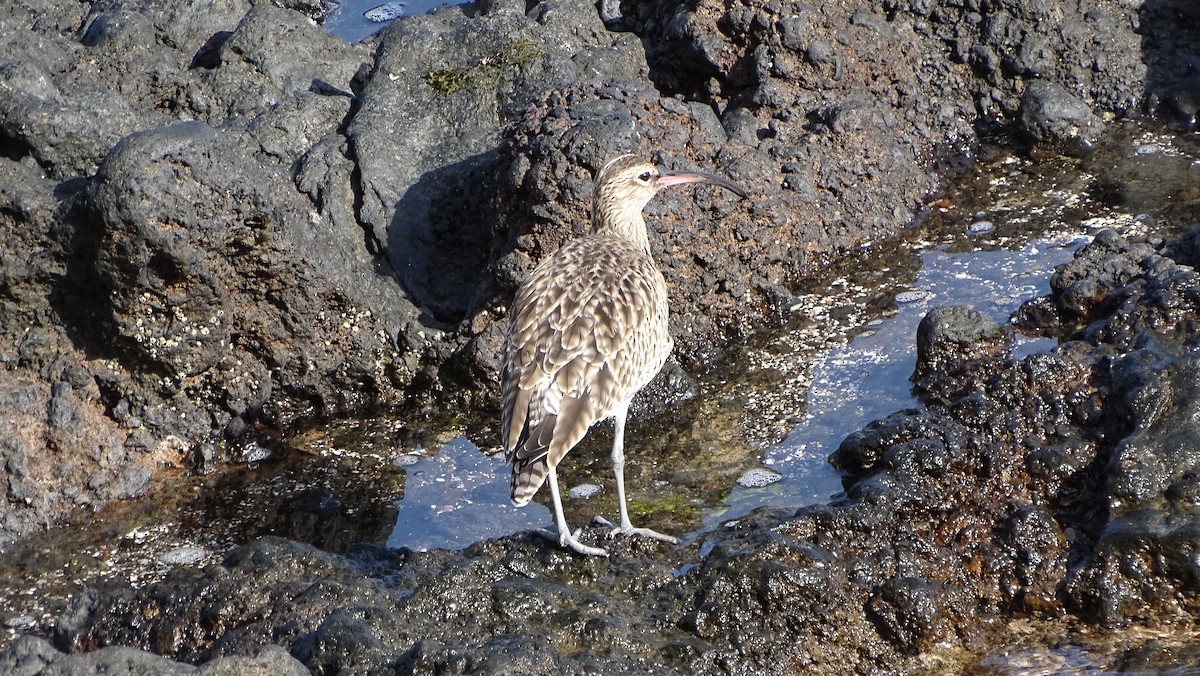Eurasian Whimbrel - ML403214661