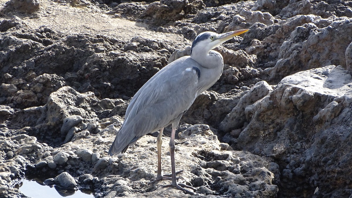 Gray Heron - ML403214701