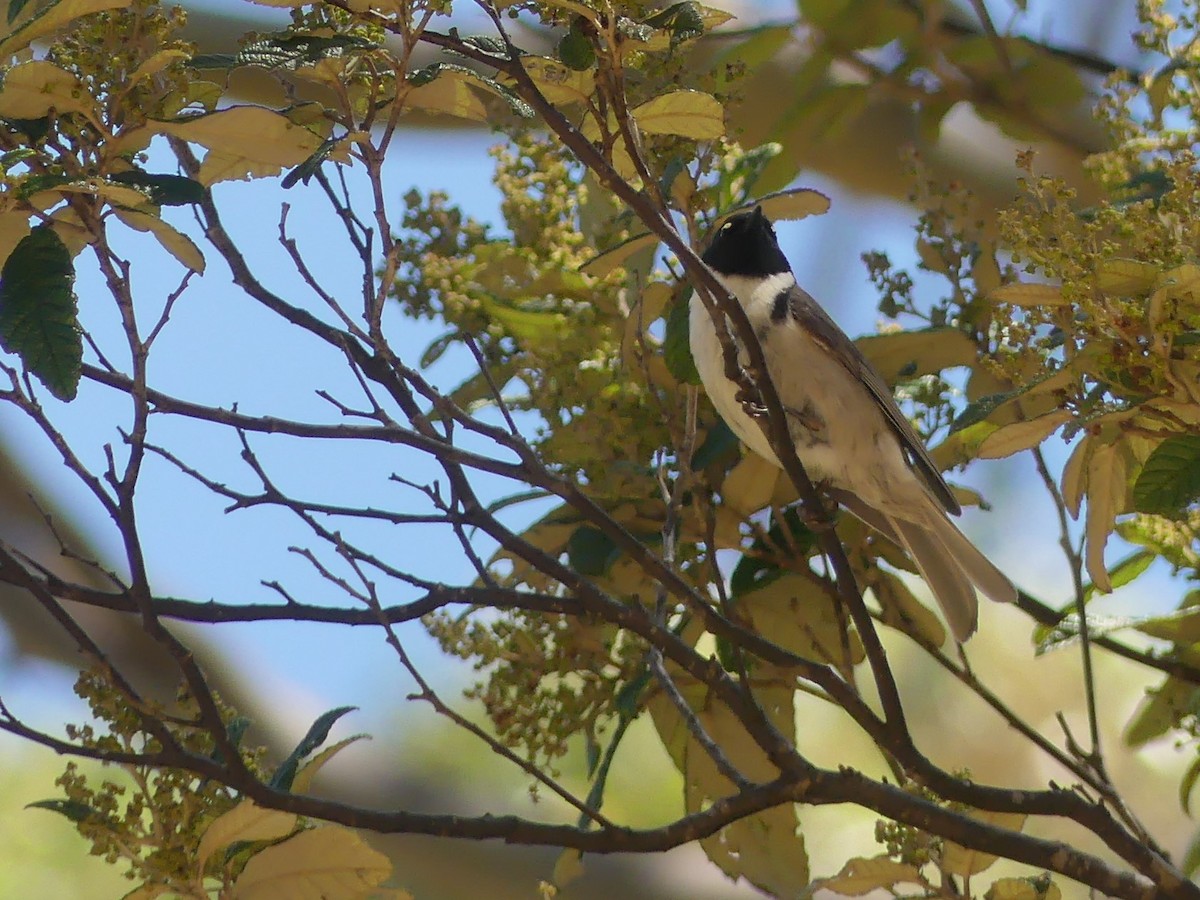 Black-headed Honeyeater - ML403216581