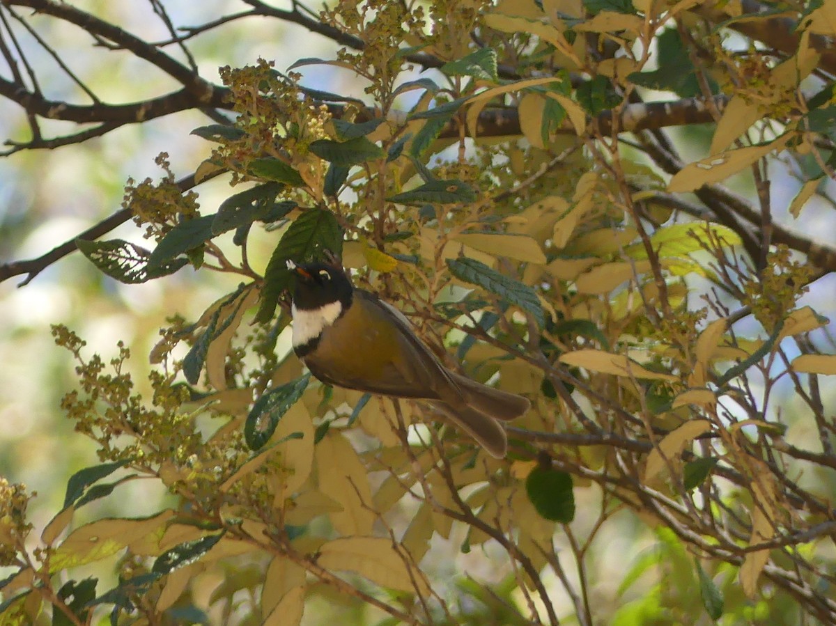 Black-headed Honeyeater - ML403216591