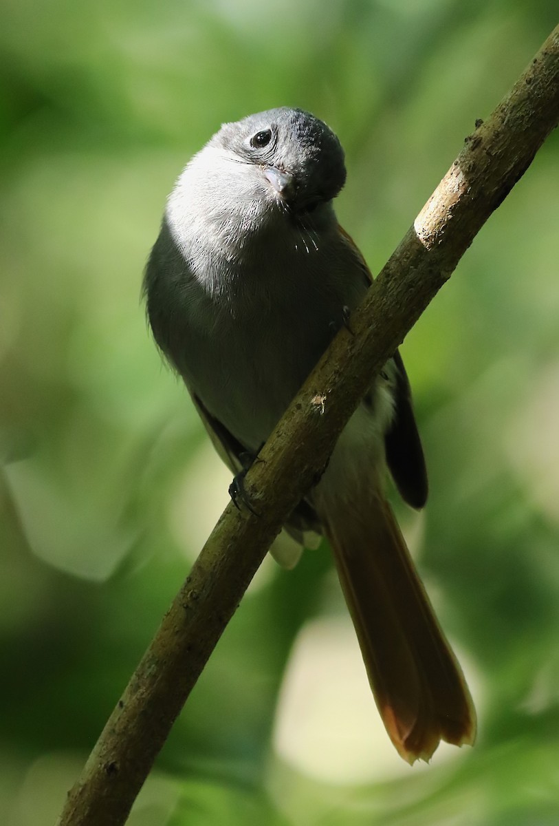 Mascarene Paradise-Flycatcher - ML403217341