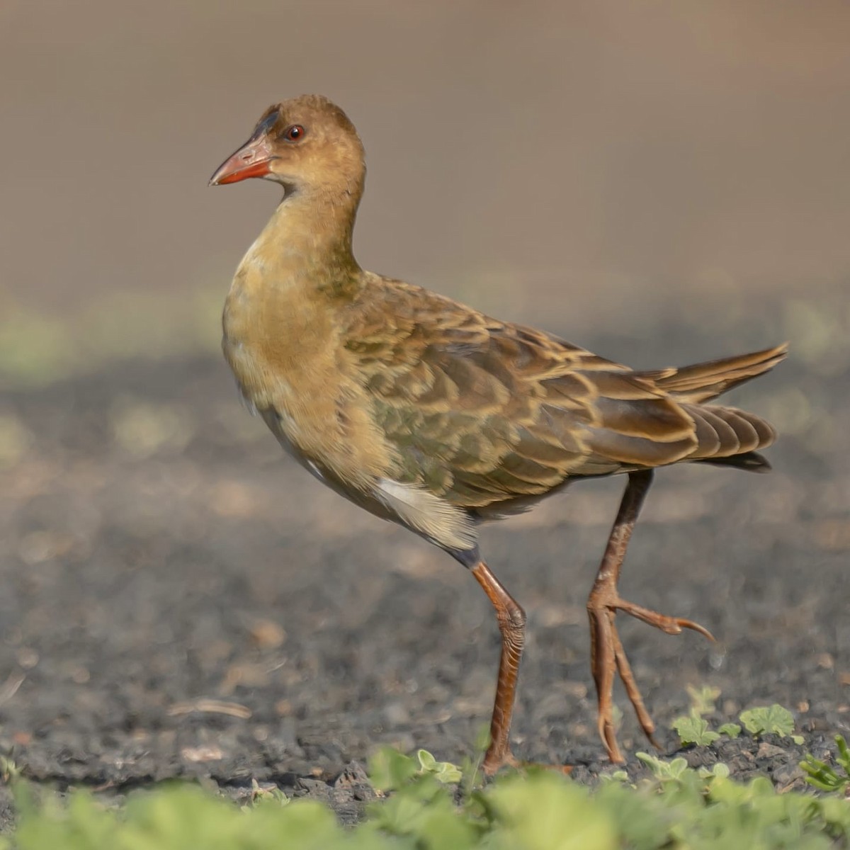 Allen's Gallinule - Aitor gil guruceaga