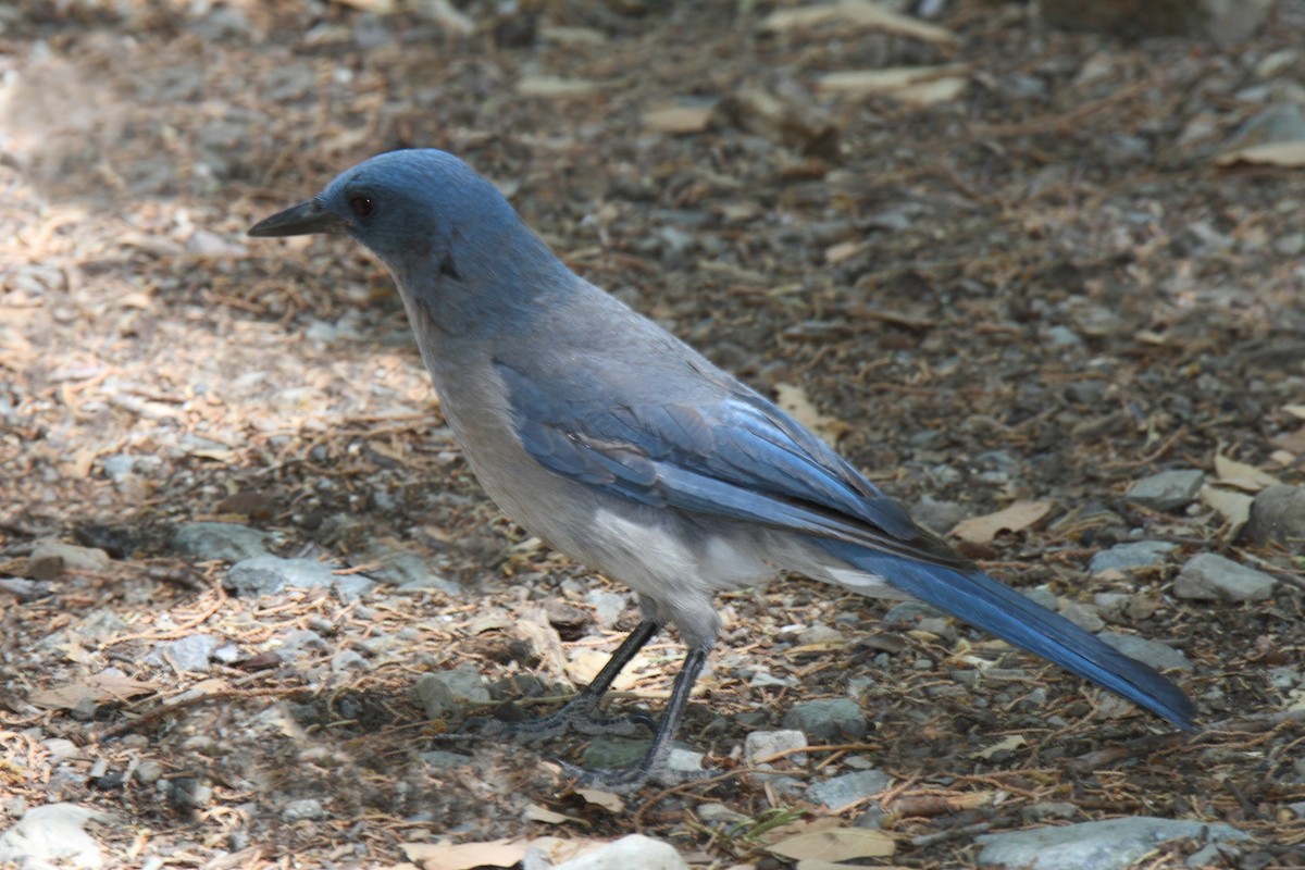Mexican Jay - ML403217891