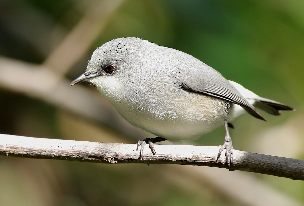 Mauritius Gray White-eye - ML403217971