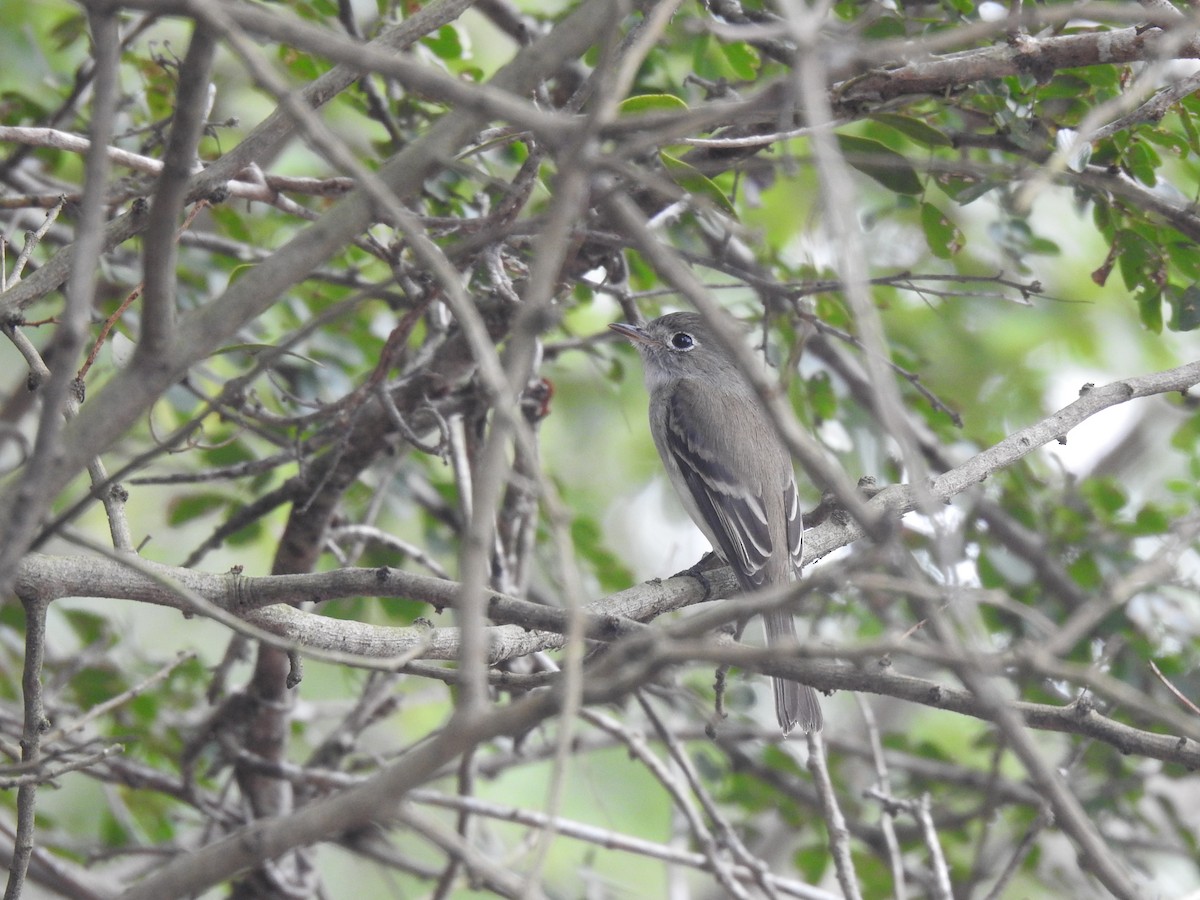 Least Flycatcher - ML403218251