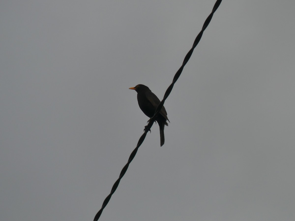 Eurasian Blackbird - ML403218881
