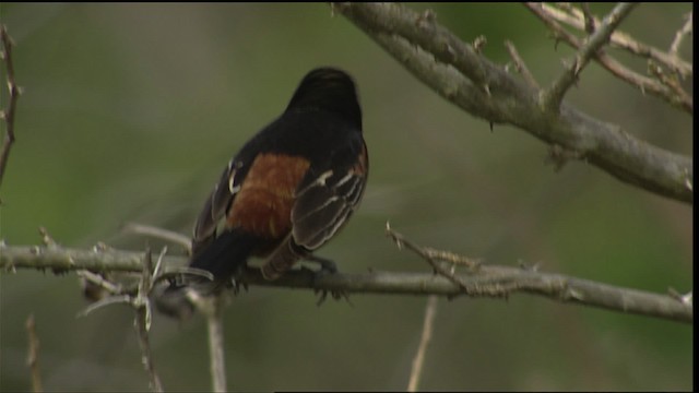 Orchard Oriole - ML403219
