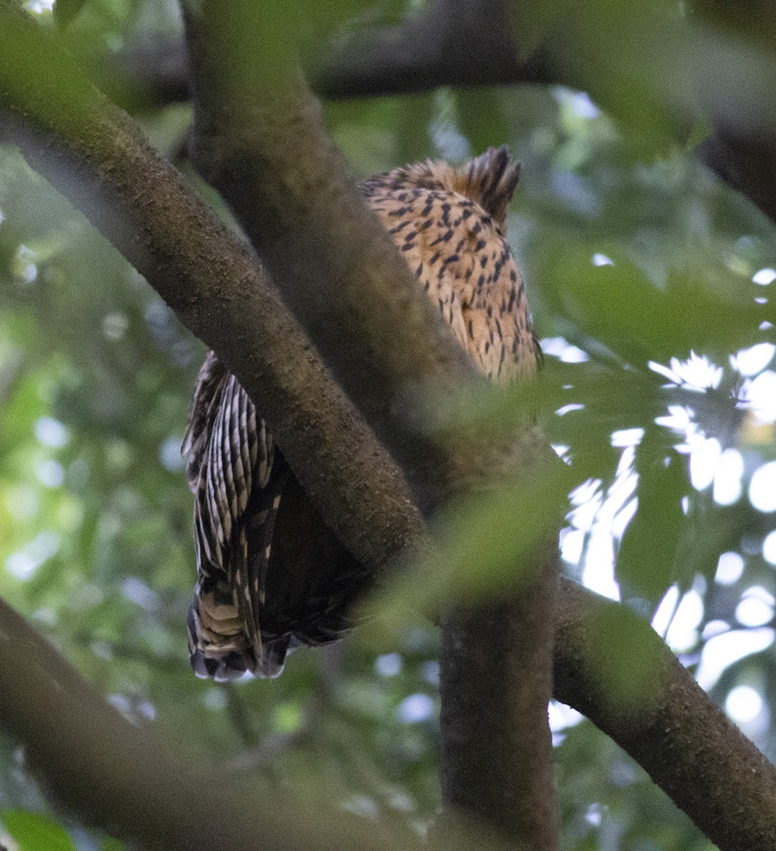 Tawny Fish-Owl - ML403220131