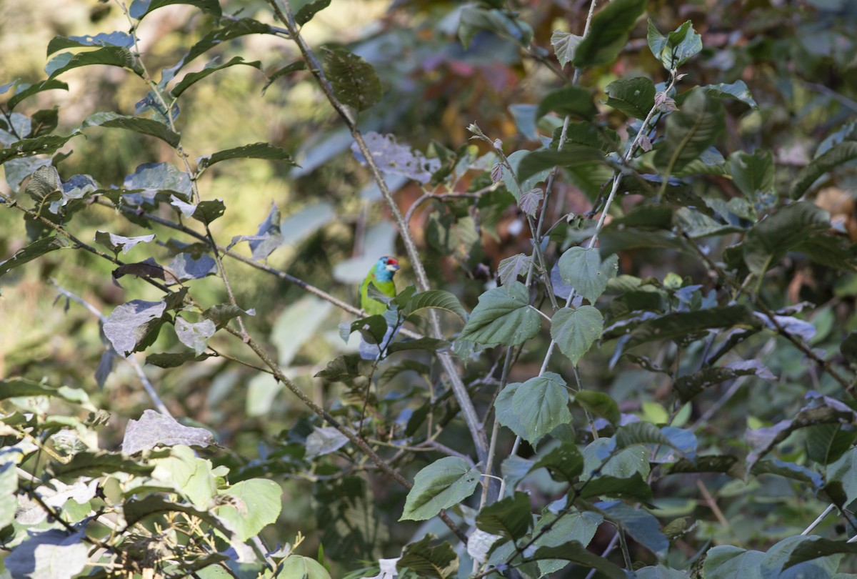 Blue-throated Barbet - ML403220201