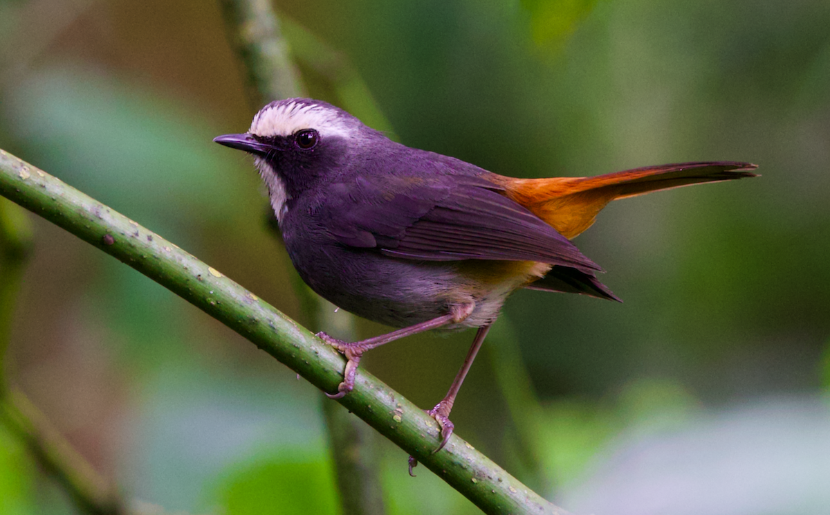 Olive-flanked Robin-Chat - ML403220591