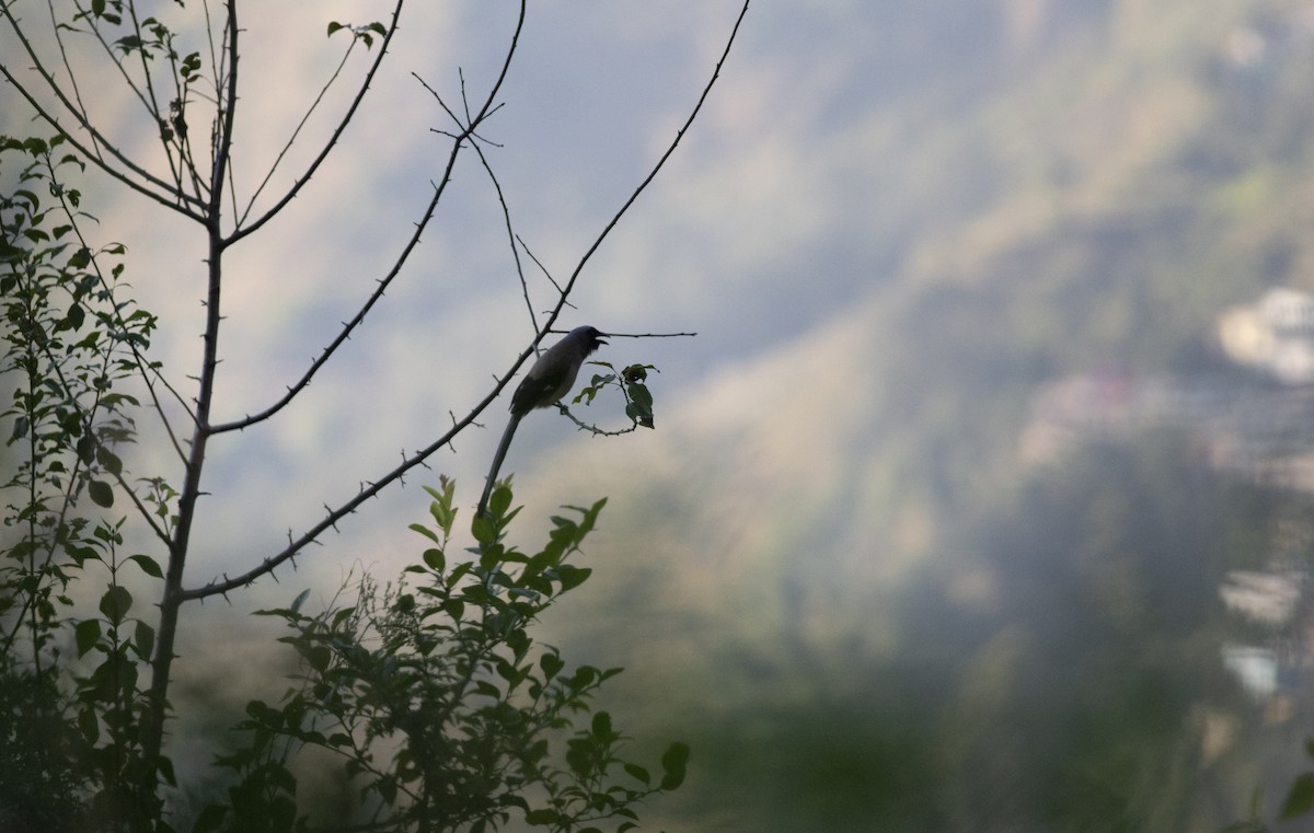 Gray Treepie - ML403220711