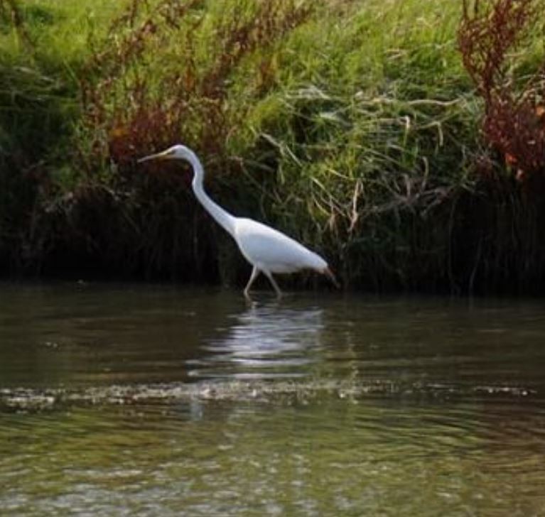 Great Egret - ML403223941