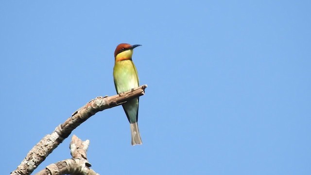 Chestnut-headed Bee-eater - ML403224231