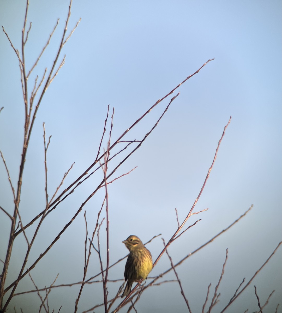 Yellowhammer - ML403224421