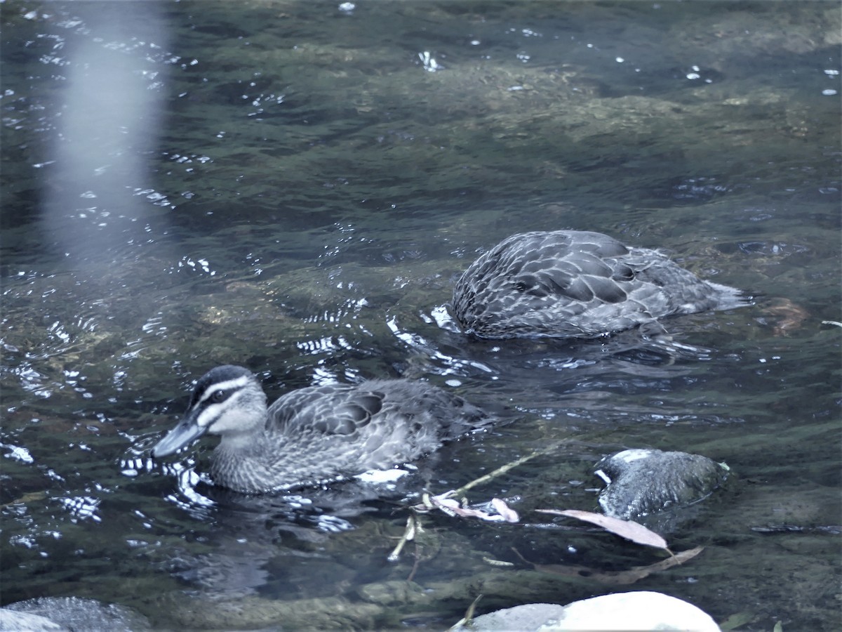 Pacific Black Duck - ML403225661