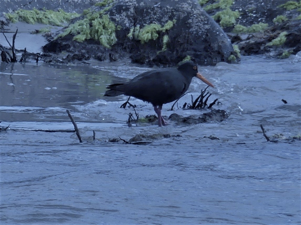 Sooty Oystercatcher - ML403225881