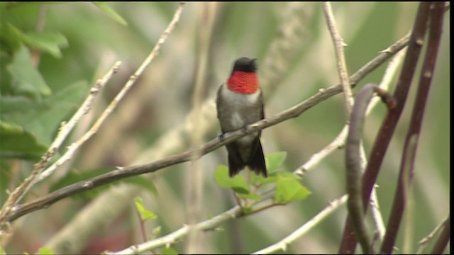 Ruby-throated Hummingbird - ML403226