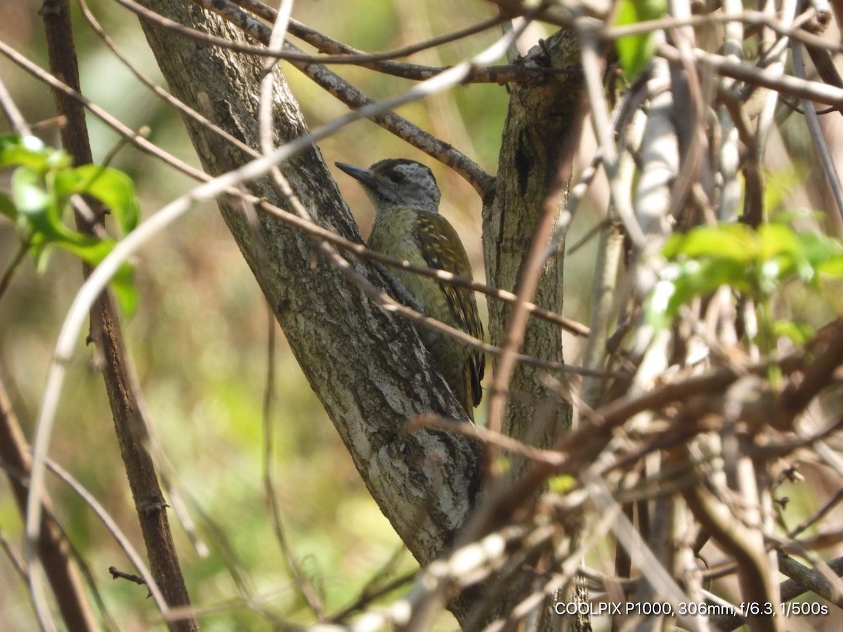 Speckle-breasted Woodpecker - ML403226001