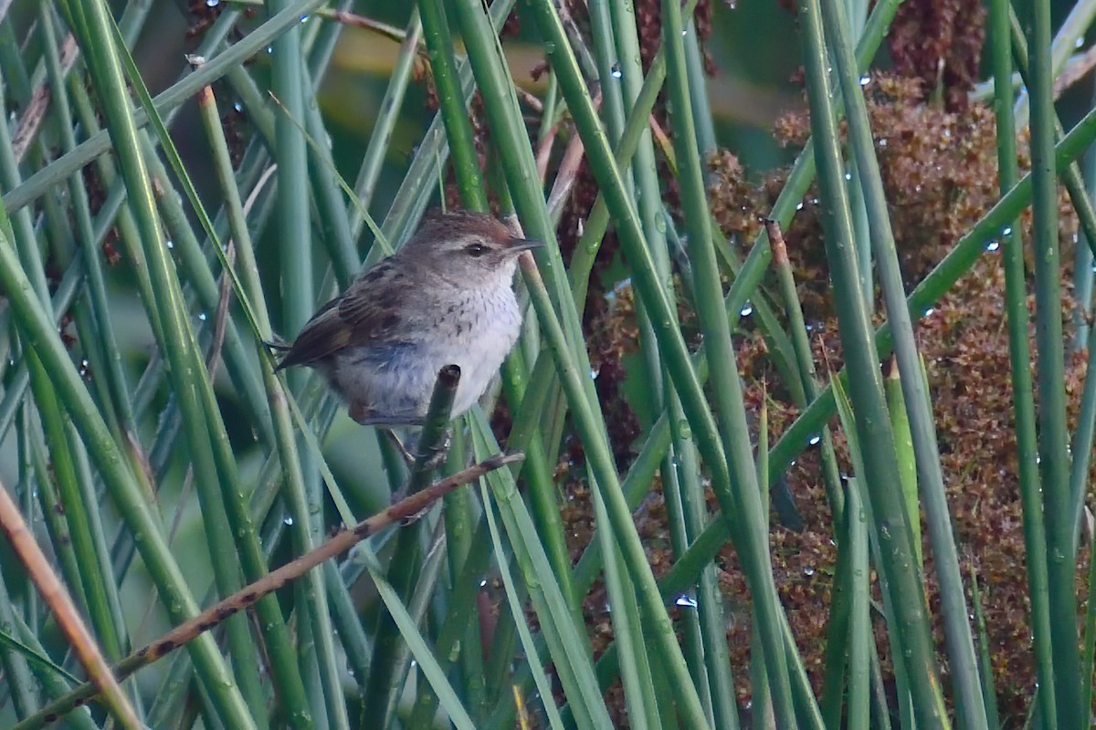 Little Grassbird - Ken Tay