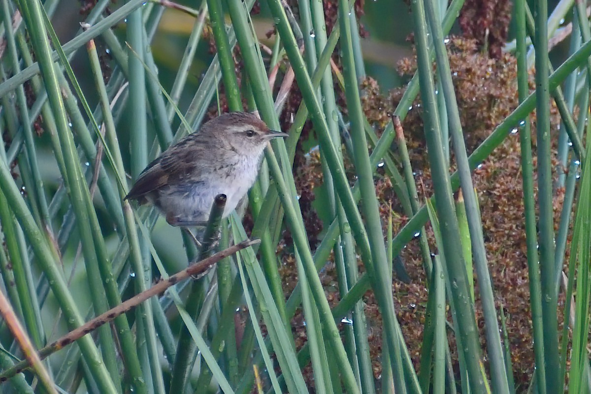 Little Grassbird - Ken Tay