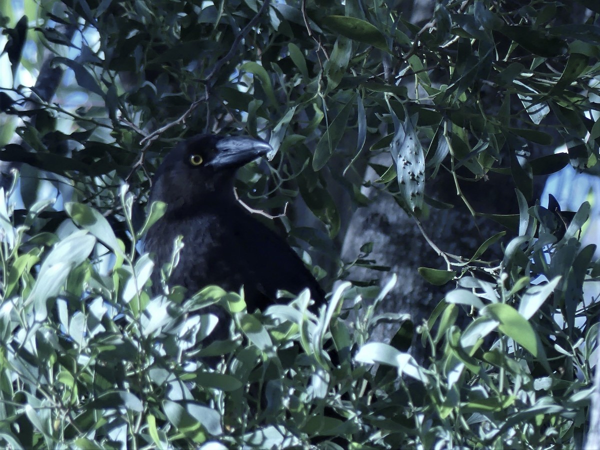 Black Currawong - ML403226101