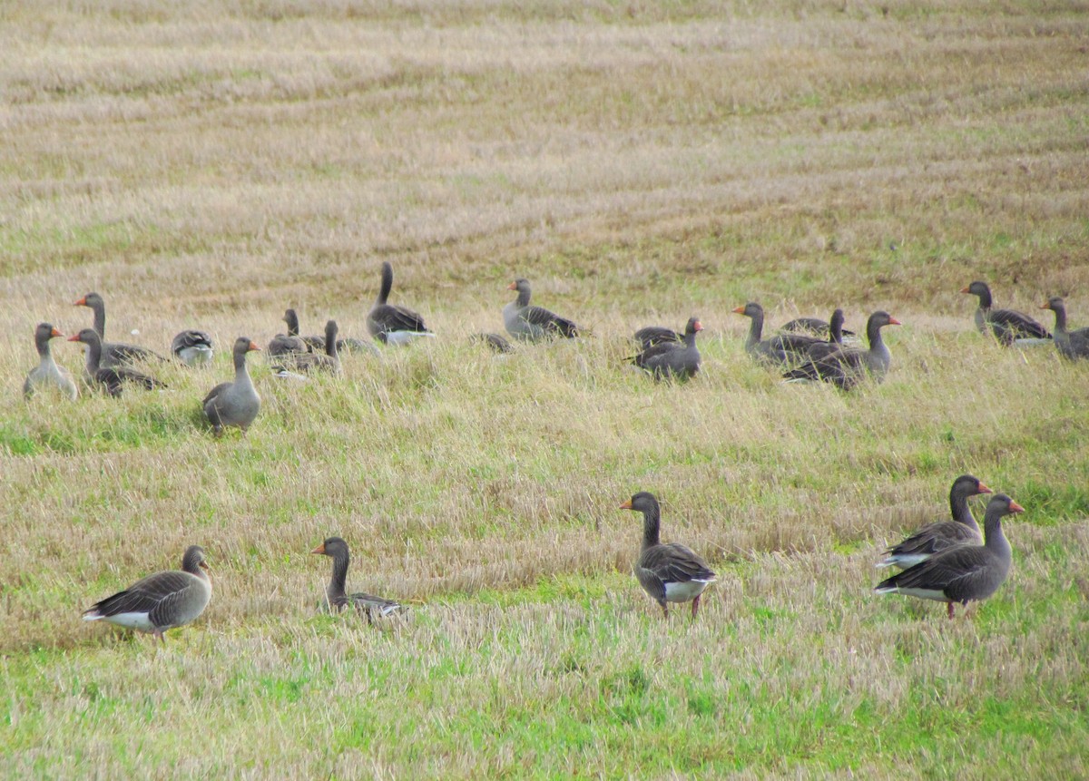 Graylag Goose - ML40322641