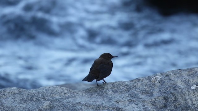 Brown Dipper - ML403227271