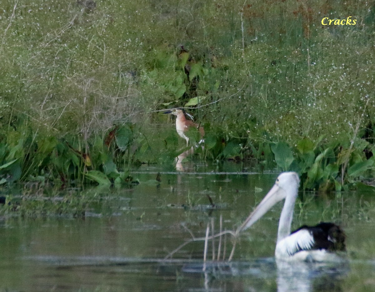 Nankeen Night Heron - Matt McCrae