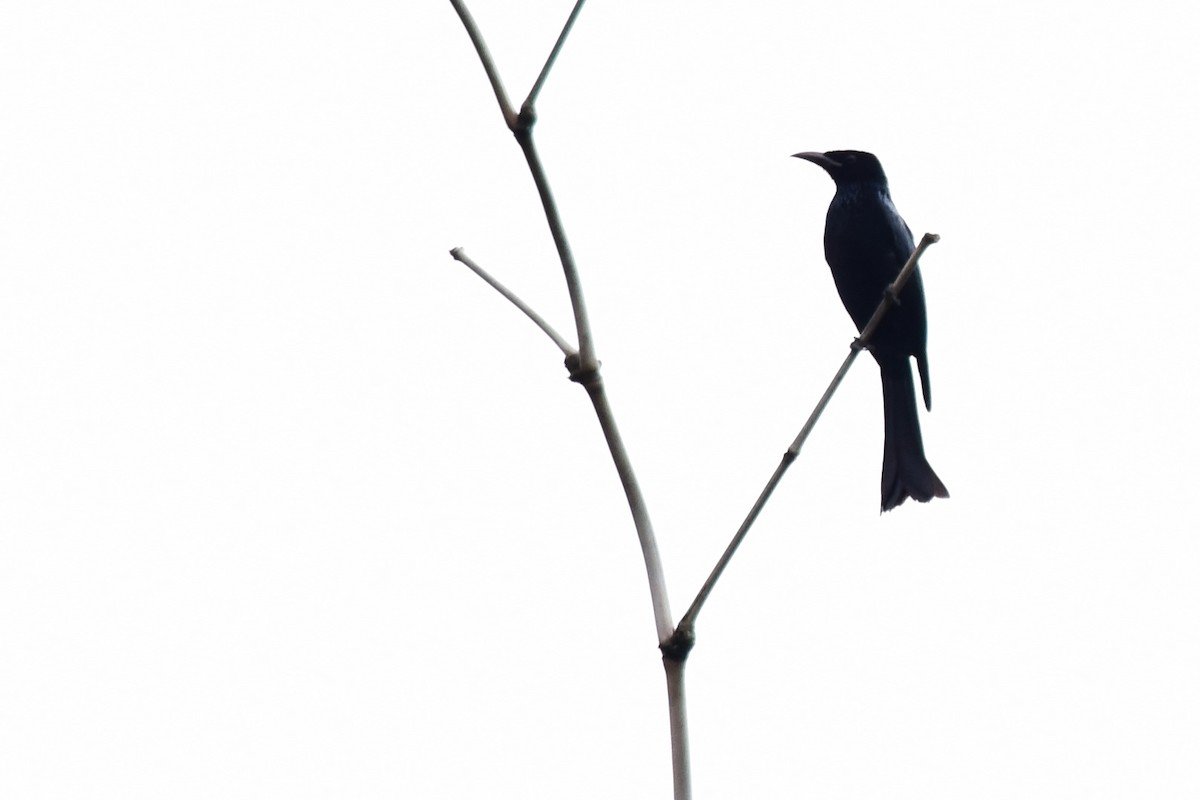 Hair-crested Drongo - ML403227331