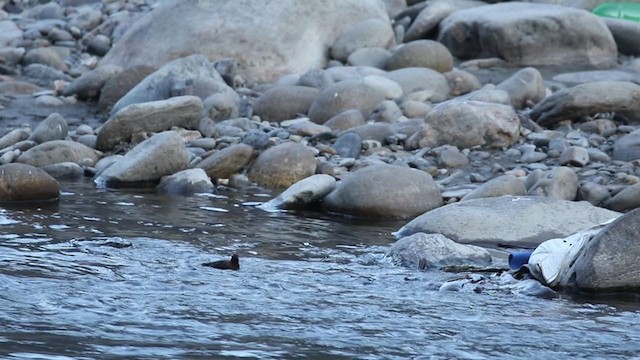 Brown Dipper - ML403227341