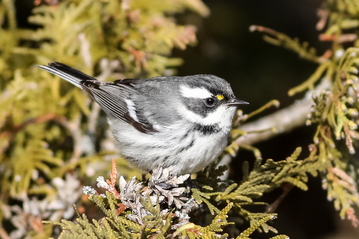 Black-throated Gray Warbler - ML403228361