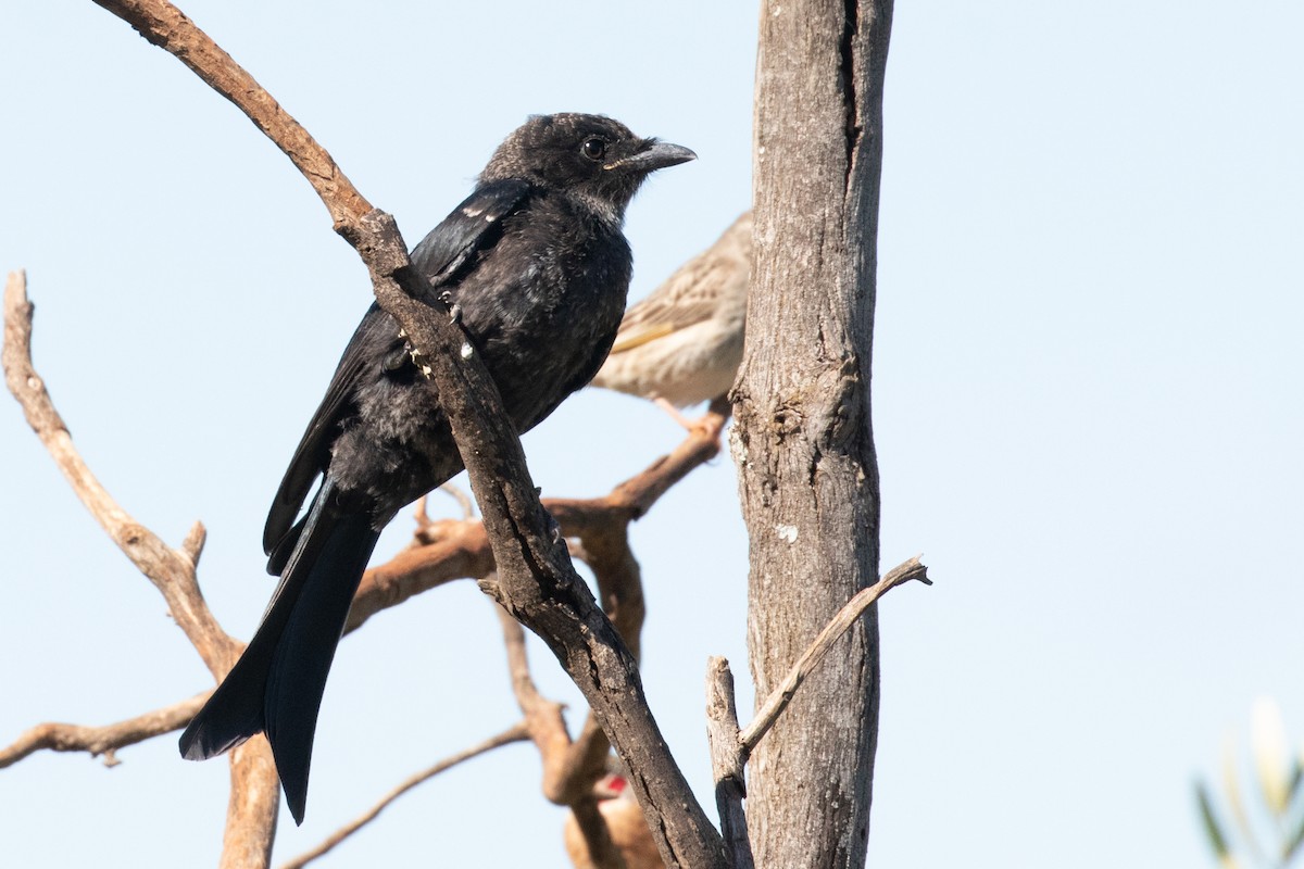 Fork-tailed Drongo (Clancey's) - ML403228391