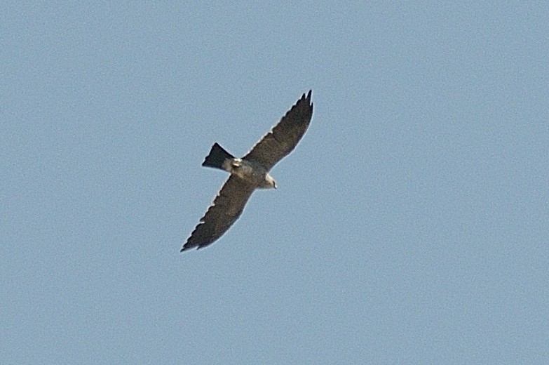 Mississippi Kite - Aníbal Domaniczky  CON CONA Caracara