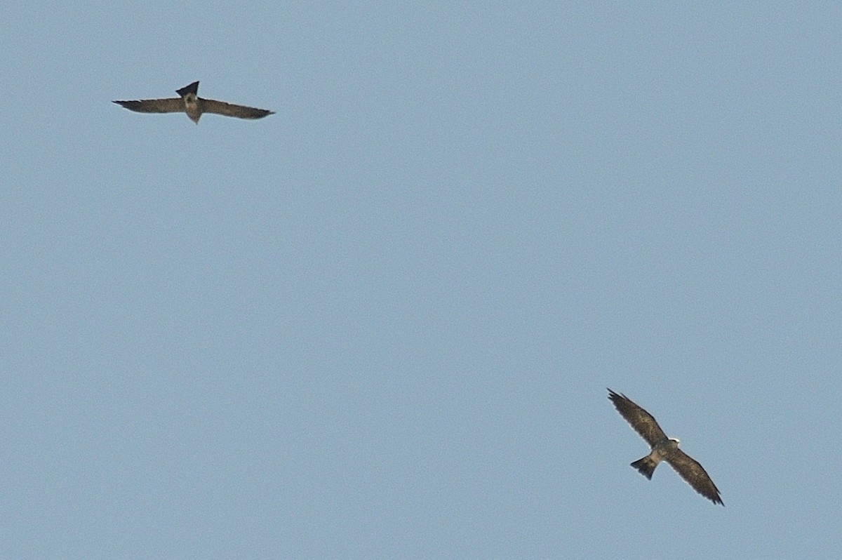 Mississippi Kite - Aníbal Domaniczky  CON CONA Caracara