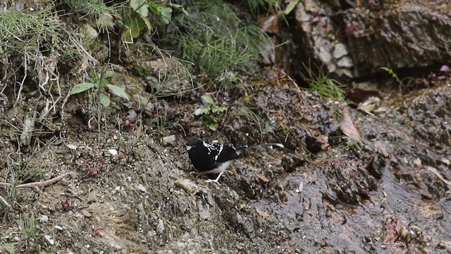 セボシエンビシキチョウ - ML403228651