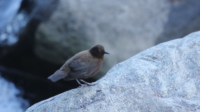 Brown Dipper - ML403228901