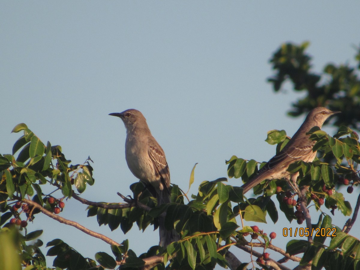 Bahama Mockingbird - ML403229051