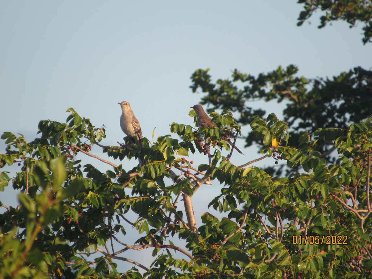 Bahama Mockingbird - ML403229141