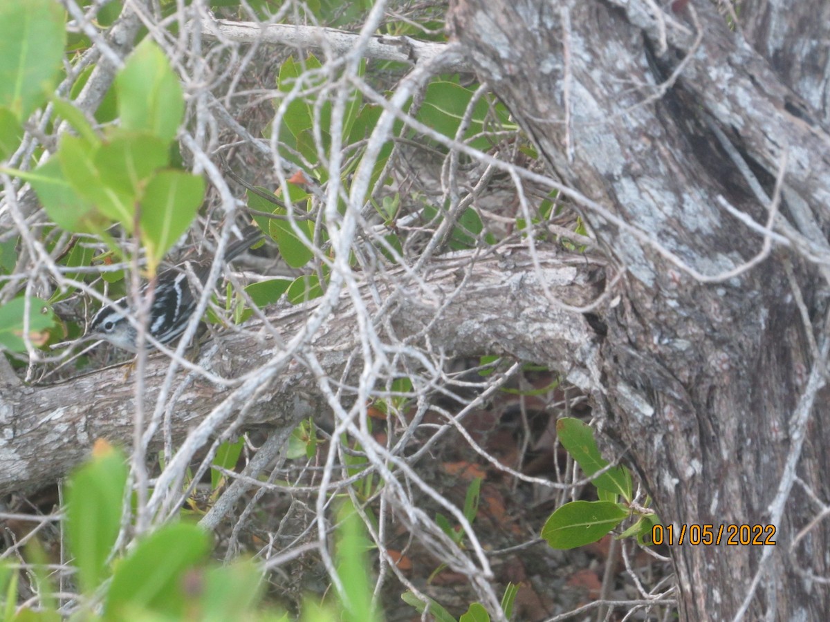 Black-and-white Warbler - Vivian F. Moultrie