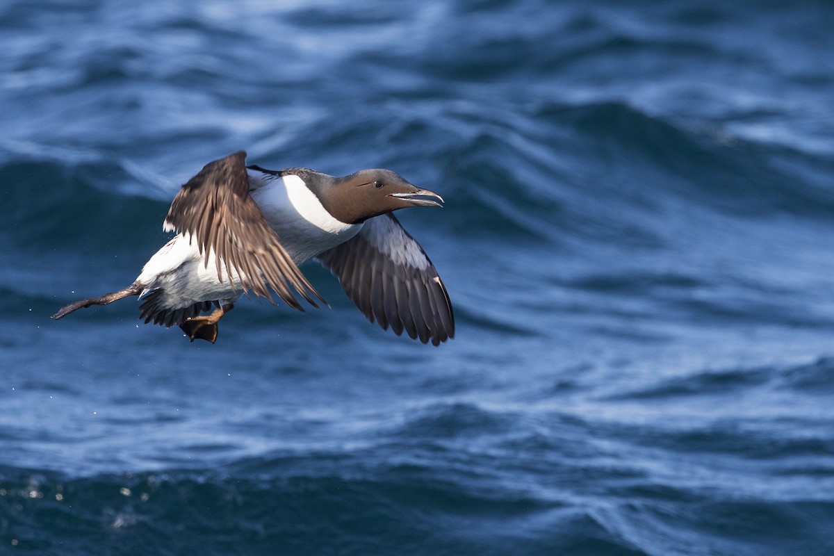 Thick-billed Murre - ML403229301