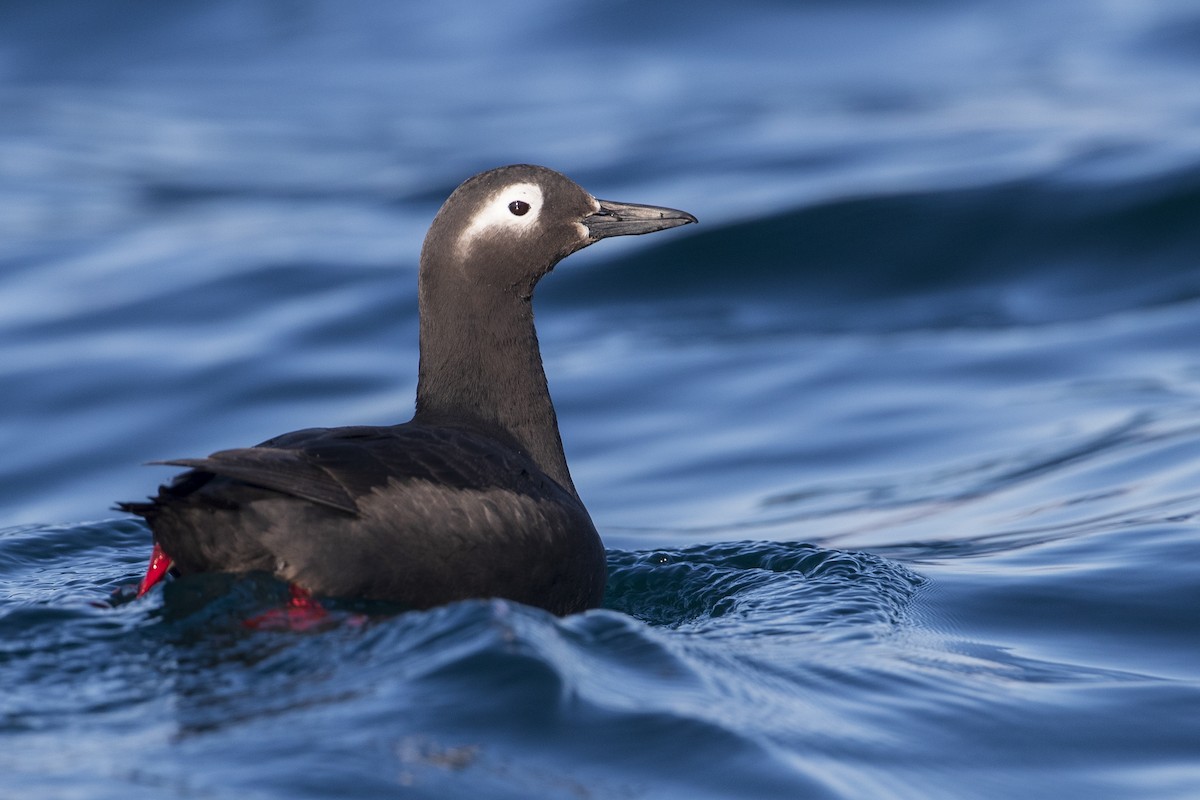 Spectacled Guillemot - Michael Stubblefield