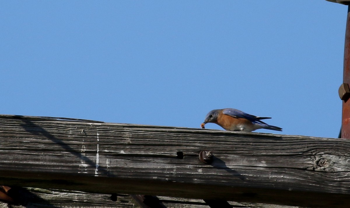 Eastern Bluebird - ML40323031